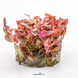 Lilablättriges Papageienblatt - Alternanthera reineckii 'Lila' in vitro